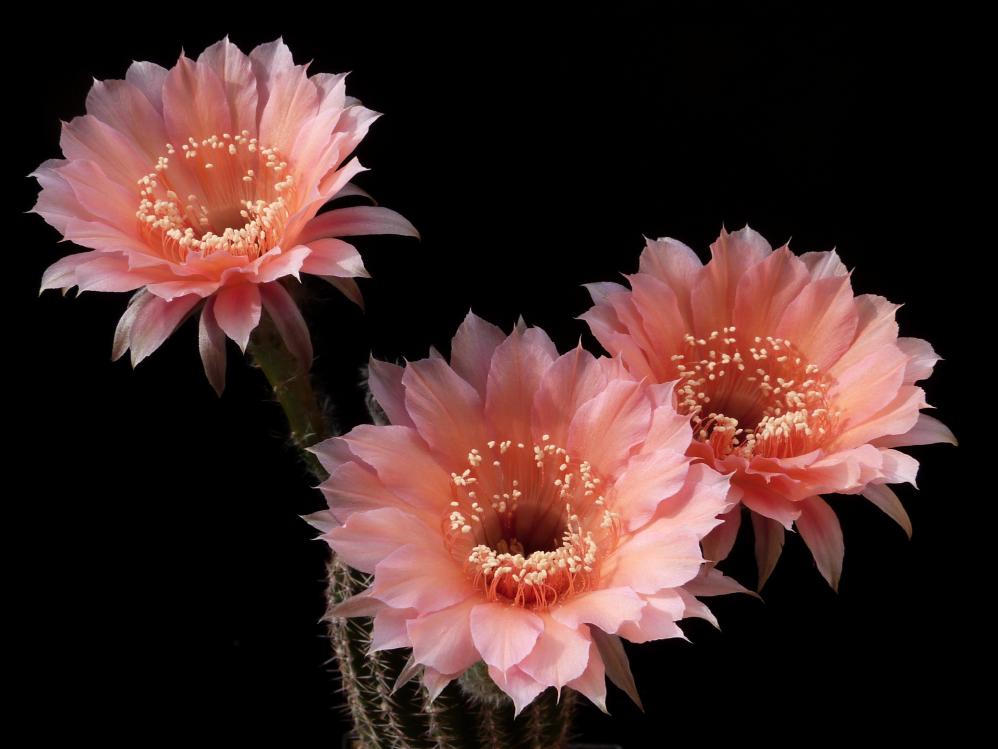 Echinopsis